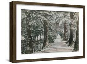 Addison's Walk, Magdalen College, Oxford. Postcard Sent in 1913-English Photographer-Framed Giclee Print