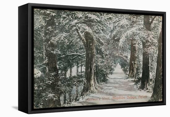 Addison's Walk, Magdalen College, Oxford. Postcard Sent in 1913-English Photographer-Framed Stretched Canvas