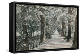 Addison's Walk, Magdalen College, Oxford. Postcard Sent in 1913-English Photographer-Framed Stretched Canvas