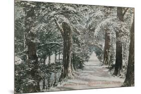 Addison's Walk, Magdalen College, Oxford. Postcard Sent in 1913-English Photographer-Mounted Giclee Print