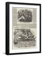 Additions to the Menagerie of the Zoological Society-null-Framed Giclee Print