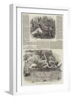 Additions to the Menagerie of the Zoological Society-null-Framed Giclee Print