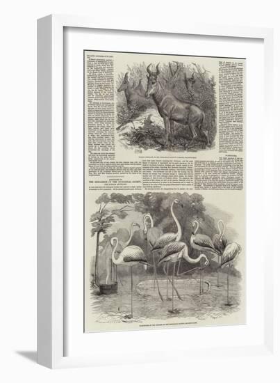 Additions to the Menagerie of the Zoological Society-null-Framed Giclee Print