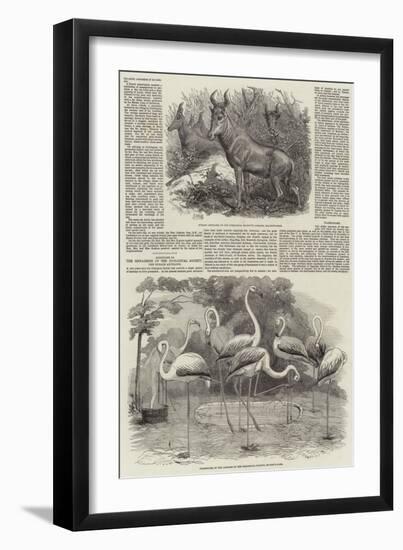 Additions to the Menagerie of the Zoological Society-null-Framed Premium Giclee Print