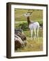 Addra Gazelle NCZ 17 1-Robert Michaud-Framed Giclee Print