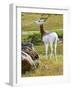 Addra Gazelle NCZ 17 1-Robert Michaud-Framed Giclee Print