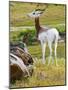 Addra Gazelle NCZ 17 1-Robert Michaud-Mounted Giclee Print