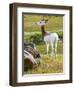 Addra Gazelle NCZ 17 1-Robert Michaud-Framed Giclee Print