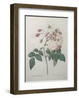 Adelaide of Orleans Rose-Pierre-Joseph Redoute-Framed Art Print