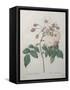 Adelaide of Orleans Rose-Pierre-Joseph Redoute-Framed Stretched Canvas