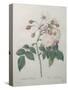 Adelaide of Orleans Rose-Pierre-Joseph Redoute-Stretched Canvas