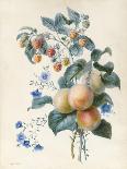 Flowers with Plums and Raspberries on their Branches (W/C and Bodycolour on Vellum)-Adele Riche-Framed Giclee Print