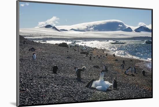 Adelie and gentoo penguins, Brown Bluff, Tabarin Peninsula, Antarctica, Polar Regions-Michael Runkel-Mounted Photographic Print