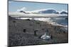Adelie and gentoo penguins, Brown Bluff, Tabarin Peninsula, Antarctica, Polar Regions-Michael Runkel-Mounted Photographic Print