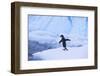 Adelie Penguin about to Go for a Swim-DLILLC-Framed Photographic Print