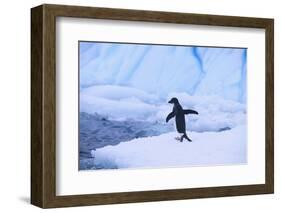 Adelie Penguin about to Go for a Swim-DLILLC-Framed Photographic Print