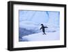 Adelie Penguin about to Go for a Swim-DLILLC-Framed Photographic Print