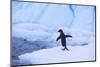 Adelie Penguin about to Go for a Swim-DLILLC-Mounted Photographic Print