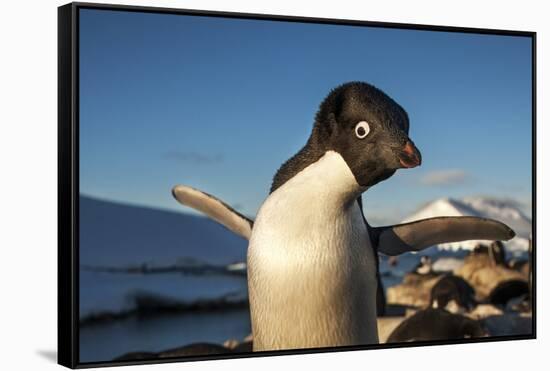 Adelie Penguin, Antarctica-Paul Souders-Framed Stretched Canvas