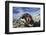 Adelie Penguin, Antarctica-Paul Souders-Framed Photographic Print