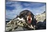 Adelie Penguin, Antarctica-Paul Souders-Mounted Photographic Print