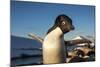 Adelie Penguin, Antarctica-Paul Souders-Mounted Photographic Print