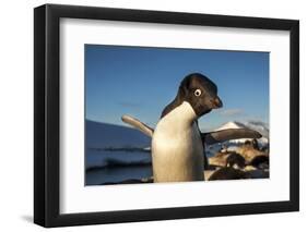 Adelie Penguin, Antarctica-Paul Souders-Framed Photographic Print