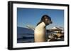 Adelie Penguin, Antarctica-Paul Souders-Framed Photographic Print