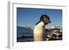 Adelie Penguin, Antarctica-Paul Souders-Framed Photographic Print