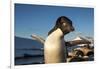 Adelie Penguin, Antarctica-Paul Souders-Framed Photographic Print