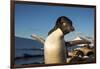 Adelie Penguin, Antarctica-Paul Souders-Framed Photographic Print