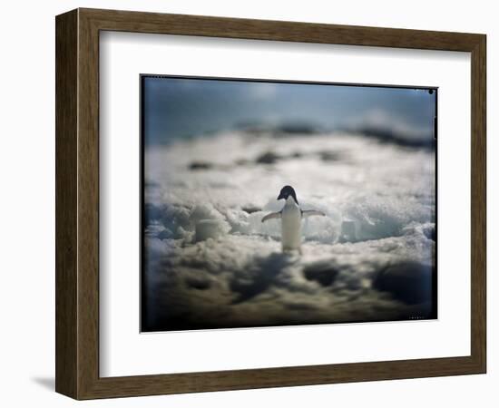 Adelie Penguin, Antarctica-Paul Souders-Framed Photographic Print