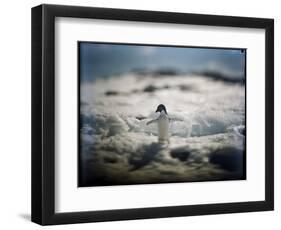 Adelie Penguin, Antarctica-Paul Souders-Framed Photographic Print