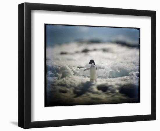 Adelie Penguin, Antarctica-Paul Souders-Framed Photographic Print