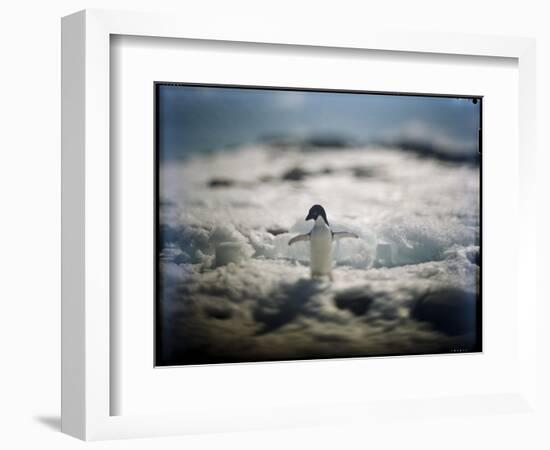 Adelie Penguin, Antarctica-Paul Souders-Framed Photographic Print