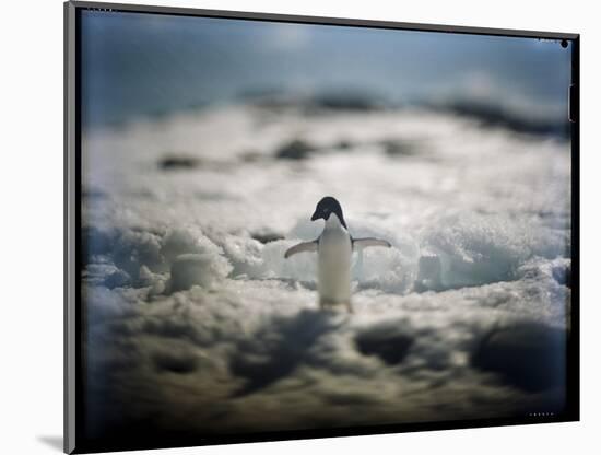 Adelie Penguin, Antarctica-Paul Souders-Mounted Photographic Print