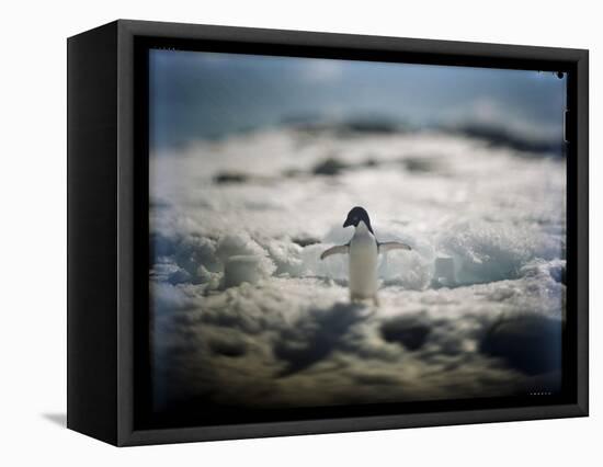 Adelie Penguin, Antarctica-Paul Souders-Framed Stretched Canvas