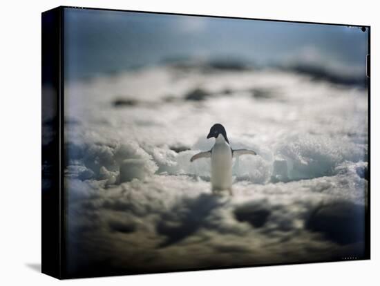 Adelie Penguin, Antarctica-Paul Souders-Stretched Canvas