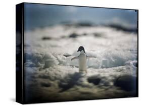 Adelie Penguin, Antarctica-Paul Souders-Stretched Canvas