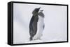 Adelie Penguin Chick on Ice Vocalizing-DLILLC-Framed Stretched Canvas