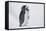 Adelie Penguin Chick on Ice Vocalizing-DLILLC-Framed Stretched Canvas