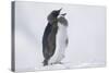 Adelie Penguin Chick on Ice Vocalizing-DLILLC-Stretched Canvas