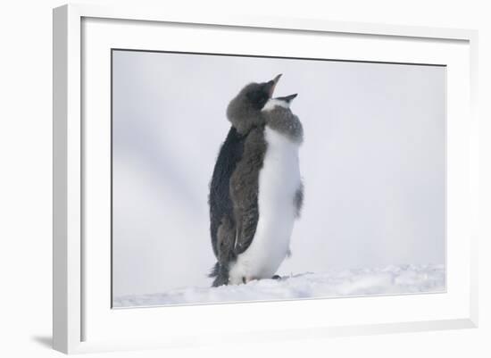 Adelie Penguin Chick on Ice Vocalizing-DLILLC-Framed Photographic Print