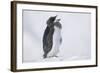 Adelie Penguin Chick on Ice Vocalizing-DLILLC-Framed Photographic Print