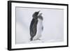 Adelie Penguin Chick on Ice Vocalizing-DLILLC-Framed Photographic Print