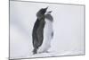 Adelie Penguin Chick on Ice Vocalizing-DLILLC-Mounted Photographic Print