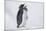 Adelie Penguin Chick on Ice Vocalizing-DLILLC-Mounted Photographic Print