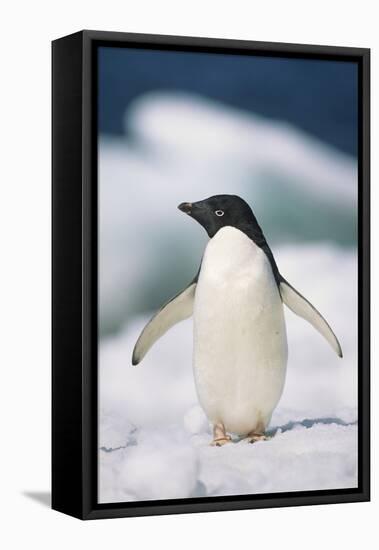 Adelie Penguin, Close-Up-Tom Brakefield-Framed Stretched Canvas