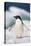 Adelie Penguin, Close-Up-Tom Brakefield-Stretched Canvas