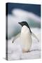 Adelie Penguin, Close-Up-Tom Brakefield-Stretched Canvas